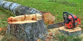 How Our Tree Care Process Works  in  Moody, TX
