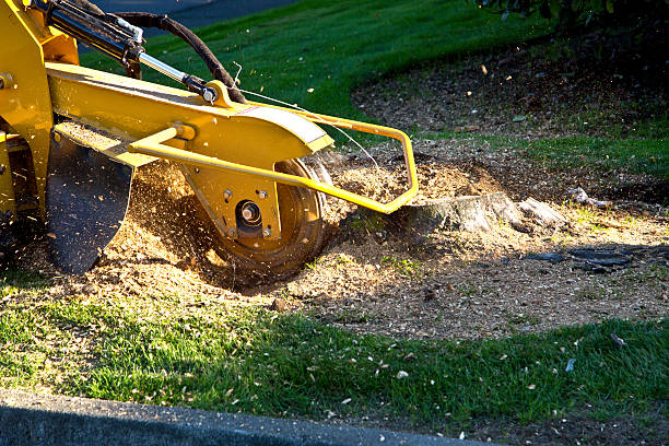 Professional Tree Services in Moody, TX