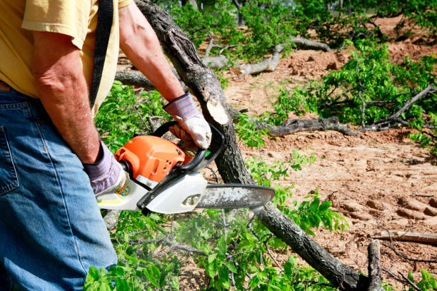  Moody, TX Tree Services Pros